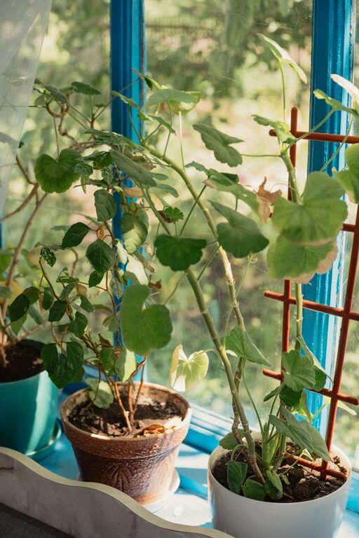 Easy Tips for Keeping Your Houseplants Healthy and Thriving